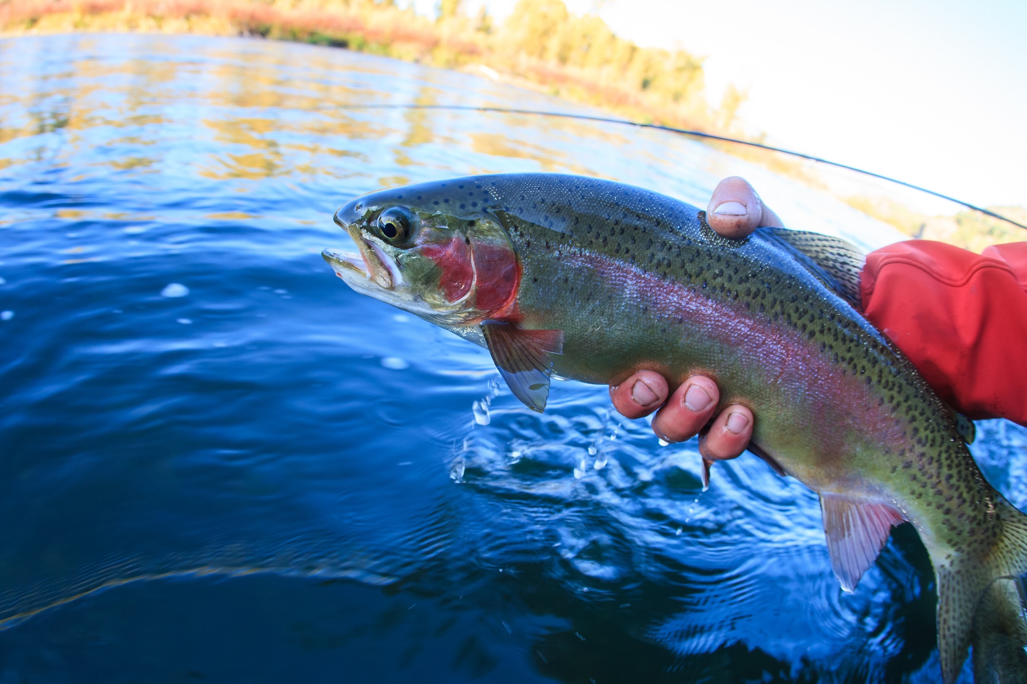 burnsville nc fly fishing guide