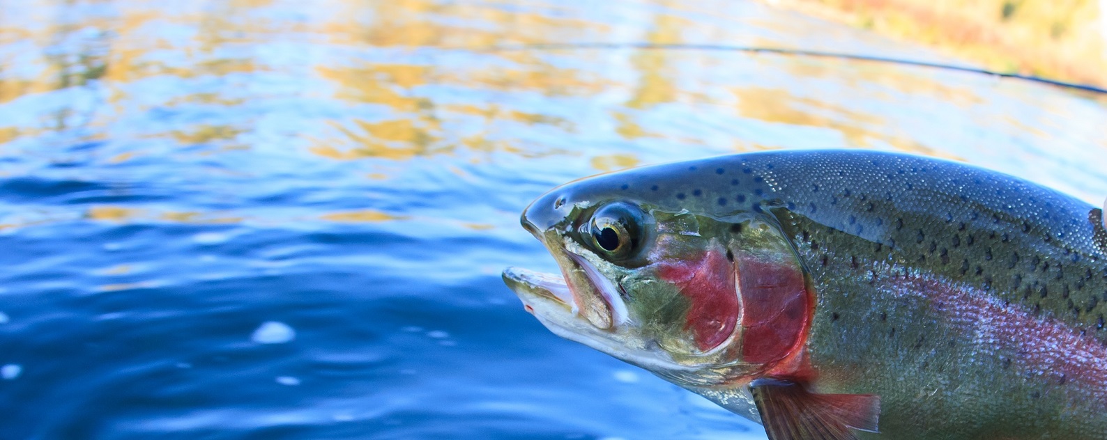 burnsville fly fishing guide