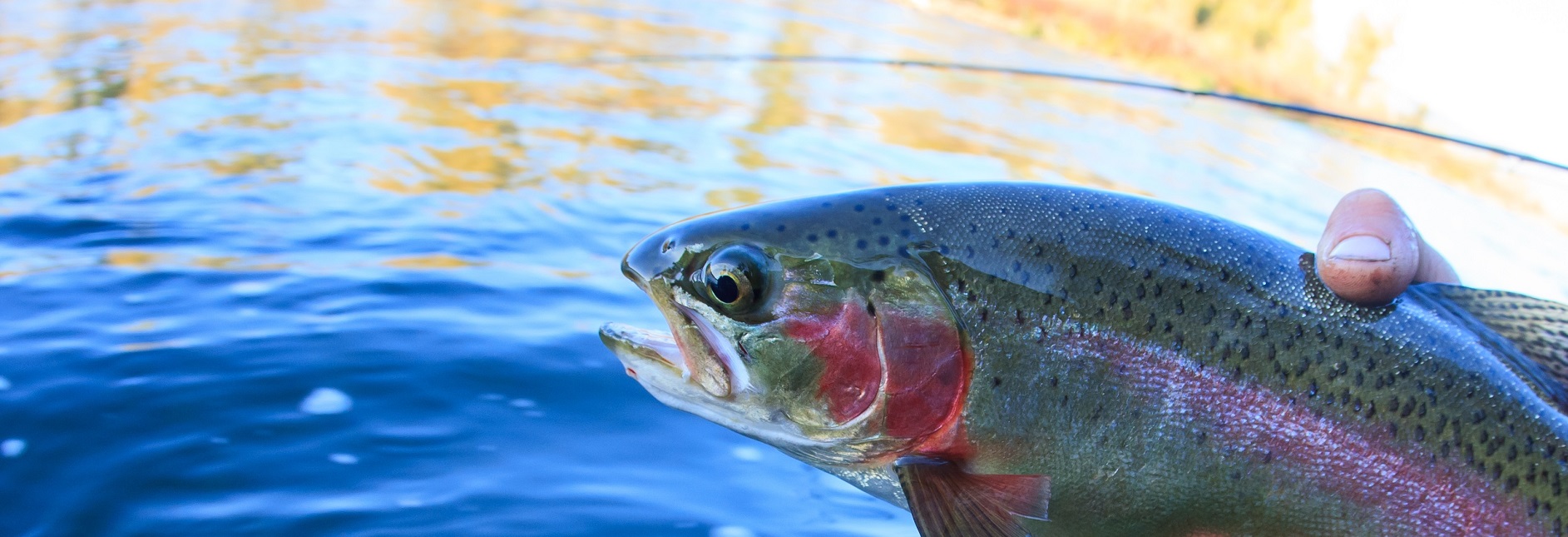 burnsville fly fishing guide